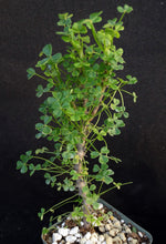 Load image into Gallery viewer, Oxalis gigantea