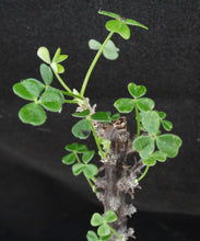 Load image into Gallery viewer, Oxalis gigantea