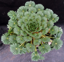 Load image into Gallery viewer, Oxalis palmifrons