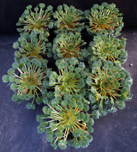 Load image into Gallery viewer, Oxalis palmifrons