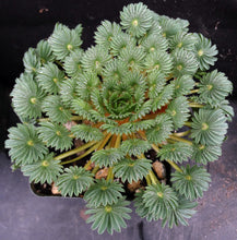 Load image into Gallery viewer, Oxalis palmifrons