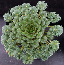 Load image into Gallery viewer, Oxalis palmifrons