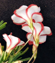 Load image into Gallery viewer, Oxalis versicolor *Candy Cane Flowers*