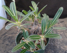 Load image into Gallery viewer, Pachypodium cactipes