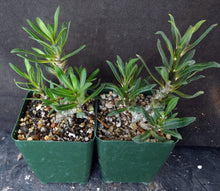 Load image into Gallery viewer, Pachypodium bispinosum