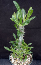 Load image into Gallery viewer, Pachypodium horombense *Big Plant*