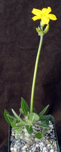 Load image into Gallery viewer, Pachypodium horombense