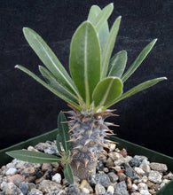 Load image into Gallery viewer, Pachypodium horombense
