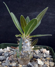 Load image into Gallery viewer, Pachypodium horombense