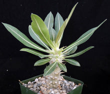 Load image into Gallery viewer, Pachypodium horombense