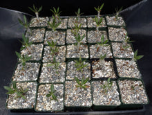 Load image into Gallery viewer, Pachypodium horombense