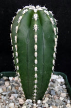 Load image into Gallery viewer, Pachycereus marginatus *Mexican Fence Post*