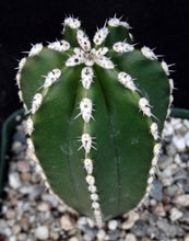 Load image into Gallery viewer, Pachycereus marginatus *Mexican Fence Post*