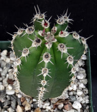 Load image into Gallery viewer, Pachycereus marginatus *Mexican Fence Post*