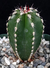 Load image into Gallery viewer, Pachycereus marginatus *Mexican Fence Post*