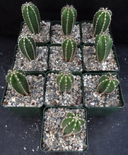 Load image into Gallery viewer, Pachycereus marginatus *Mexican Fence Post*