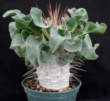 Load image into Gallery viewer, Pachypodium namaquanum *Big Plant!*