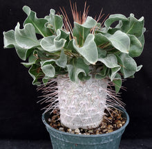 Load image into Gallery viewer, Pachypodium namaquanum *Big Plant!*