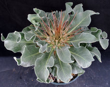 Load image into Gallery viewer, Pachypodium namaquanum *Big Plant!*