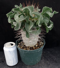 Load image into Gallery viewer, Pachypodium namaquanum *Big Plant!*