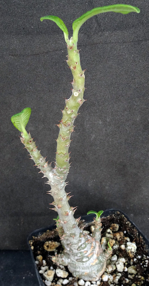 Pachypodium windsorii x baronii hybrid パキポディウム ウィンゾリー