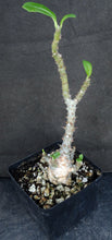 Load image into Gallery viewer, Pachypodium windsorii
