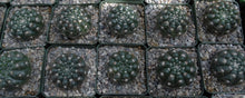 Load image into Gallery viewer, Parodia crassigibba *Glossy Bumps*