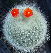 Load image into Gallery viewer, Parodia haselbergii