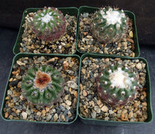 Load image into Gallery viewer, Parodia occulta