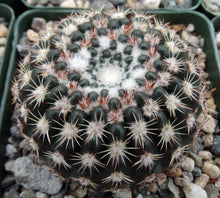 Load image into Gallery viewer, Parodia ritteriana