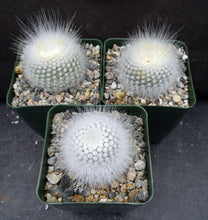 Load image into Gallery viewer, Parodia rudibuenekeri
