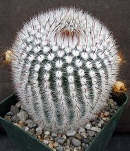 Load image into Gallery viewer, Parodia scopa var. scopa