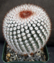 Load image into Gallery viewer, Parodia scopa var. scopa