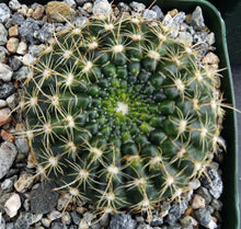 Load image into Gallery viewer, Parodia concinna