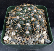 Load image into Gallery viewer, Parodia crassigibba *Glossy Bumps*