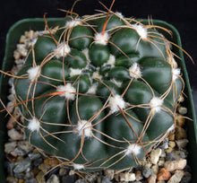 Load image into Gallery viewer, Parodia crassigibba *Glossy Bumps*