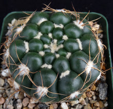 Load image into Gallery viewer, Parodia crassigibba *Glossy Bumps*