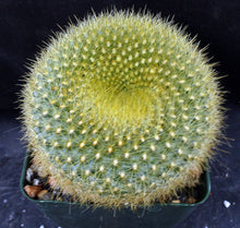 Load image into Gallery viewer, Parodia graessneri Golden donut cactus *Bigger Plants*