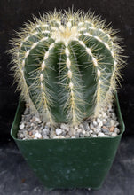 Load image into Gallery viewer, Parodia magnifica *Bigger Plants*