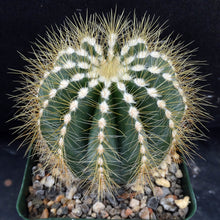 Load image into Gallery viewer, Parodia magnifica *Bigger Plants*