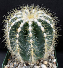 Load image into Gallery viewer, Parodia magnifica *Bigger Plants*