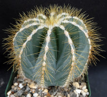 Load image into Gallery viewer, Parodia magnifica *Bigger Plants*