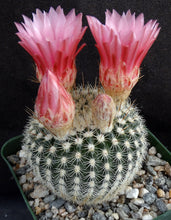 Load image into Gallery viewer, Parodia mueller-melchersii v. gutierrezii