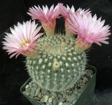 Load image into Gallery viewer, Parodia mueller-melchersii v. gutierrezii