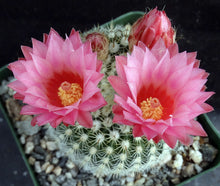 Load image into Gallery viewer, Parodia mueller-melchersii v. gutierrezii