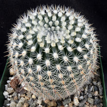 Load image into Gallery viewer, Parodia mueller-melchersii v. gutierrezii