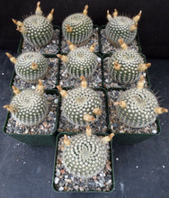 Load image into Gallery viewer, Parodia mueller-melchersii v. gutierrezii