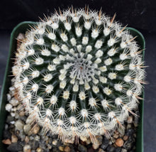Load image into Gallery viewer, Parodia mueller-melchersii v. gutierrezii
