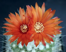 Load image into Gallery viewer, Parodia nivosa