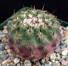 Load image into Gallery viewer, Parodia occulta